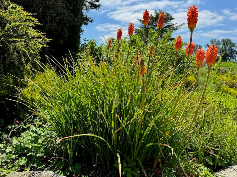 Euphorbia griffithii 'Fireglow' (Griffith's Spurge) — Northwest Blooms